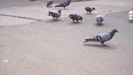 slow-motion-of-flock-of-pigeons-eating-food-scattered-on-asphalt