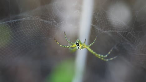 Australische-Spinne-Im-Netz,-Queensland