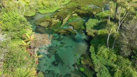 Aerial-top-down-pristine-clear-Putaruru-Blue-Spring-and-native-liush-nature-in-Zealand