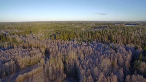 Aerial-view-of-an-endless-spruce-forest