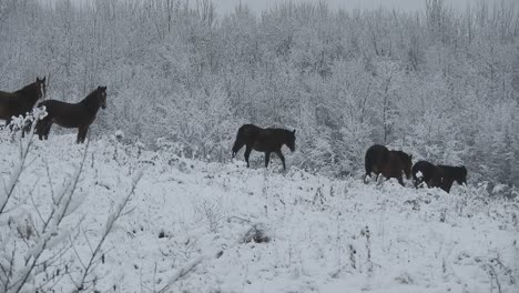 Eine-Herde-Wildpferde-Zieht-An-Einem-Kalten-Wintertag-Mit-Schnee-über-Den-Bäumen-Auf-Einem-Hügel-Vorbei