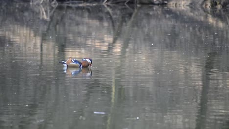 Colored-mandarin-duck-swimming-on-the-surface-of-the-lake-and-searching-for-something-to-eat