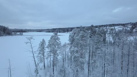 The-frozen-lake-and-forest-near-Borgvattnet,-Sweden