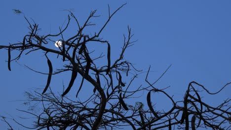 Full-moon-shines-trough-the-empty-carob-tree-branches-in-winter-on-clear-night,-medium-shot