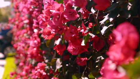 Wand-Aus-Roten-Bougainvilla-Blumen-In-San-Francisco,-Kalifornien