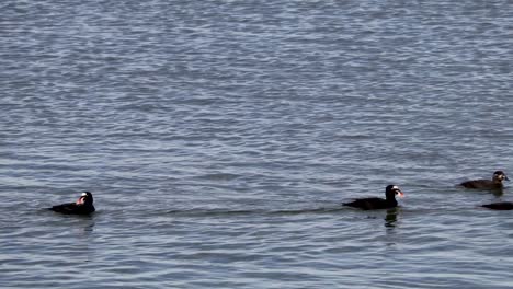 Surf-Scoter-on-the-Oregon-Coast-swimming-in-the-bay