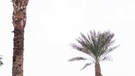 Palm-tree-in-wind-with-white-background-sky-in-Egypt,-Hurghada