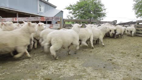 Eine-Herde-Schafe-Wird-Von-Schäferhunden-Eskortiert,-Während-Sie-übereinander-Stolpern