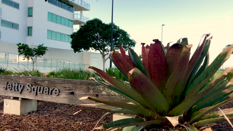 Jetty-Square-sign-with-a-large-Bromeliad-at-Woody-Point-Jetty