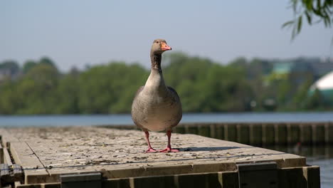 Close-up-portrait-of-a-duck-standing-on-the-dock-of-a-pond-in-Wimbledon-Park,-London