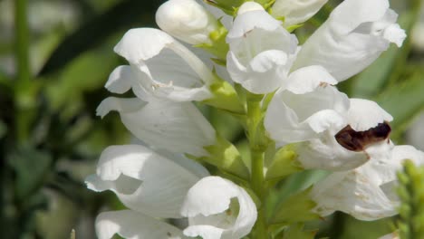 Eine-Nahaufnahme-Einer-Honigbiene,-Die-Nektar-Auf-Weißen-Clethraceae-Blüten-Sammelt