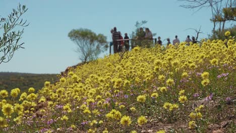 Gelbe,-Immerwährende-Wildblumen-Wehen-Im-Wind,-Während-Touristen-Den-Kohleflöz-Schutzpark-Im-Auge-Behalten