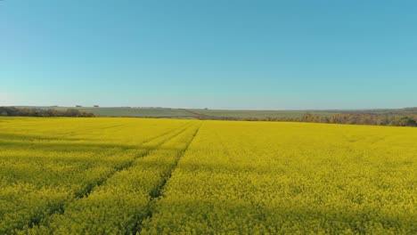 Luftdrohnenaufnahme-Von-Leuchtend-Gelben-Rapsfeldern-In-Der-Landschaft-Westaustraliens