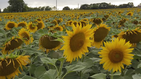 Dolly-flush-movement-on-a-sunflower-field-in-slow-motion,-end-of-a-cloudy-day