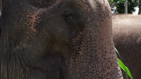 Nahaufnahme-Eines-Thailändischen-Elefanten-Beim-Kauen-Mit-Ohrenflattern