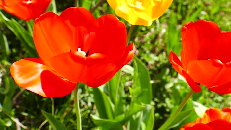 Tulipanes-En-Flor