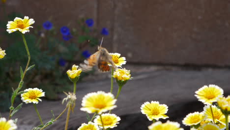 Ein-Distelfalter,-Der-In-Zeitlupe-Fliegt-Und-Sich-Von-Nektar-Ernährt-Und-In-Einem-Feld-Mit-Gelben-Blumen-Bestäubt
