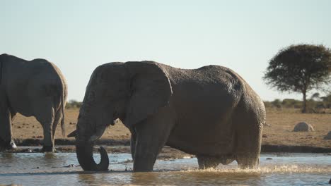 Un-Elefante-Africano-Adulto-Se-Baña-En-El-Abrevadero-Y-Rocía-Agua-Sobre-Su-Espalda-Con-Su-Trompa