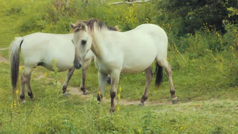 Two-horses-looking-at-the-camera-while-eating-grass