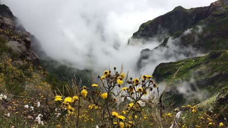 Hiker-s-climing-nature-timelapse-20-million-year-old-Laurissilva-Madeira-forest-Macaronesia-UNESCO-World-Heritage-Site-Laurus-Ocotea-fetus-Apollonias-barbujana-Persea-indica-Clethra-arborea