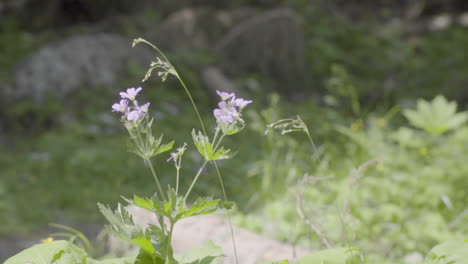 Little-purple-flowers-in-the-woods-italian-Alps-slow-motion-100-fps