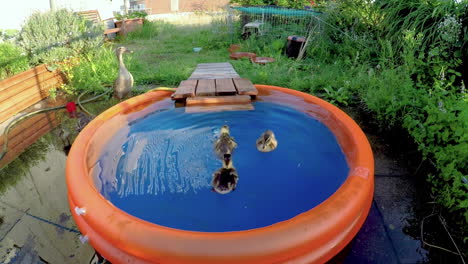 Three-little-ducklings-swimming-around-in-an-orange-inflatable-kids-pool