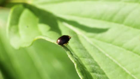 Nahaufnahme-Eines-Kleinen-Schwarzen-Käfers,-Der-In-Zeitlupe-Auf-Einem-Grünen-Blatt-In-Der-Sonne-Sitzt