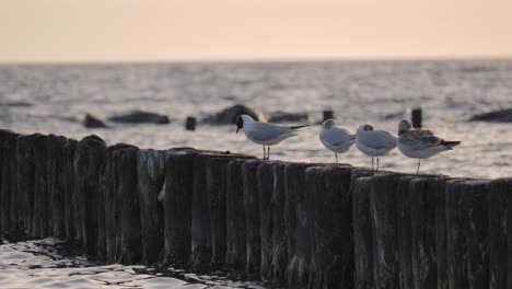 Watch-some-seagulls-enjoying-the-sunset-at-the-Baltic-sea