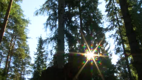 Coniferous-forest-with-beautiful-sunlight-sunligh