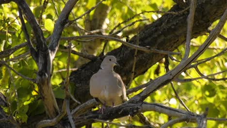 Close-up-of-a-Eurasian-collared-dove-cleaning-itself
