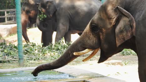 Elephant-drinking-water-in-zoo-at-summer-time
