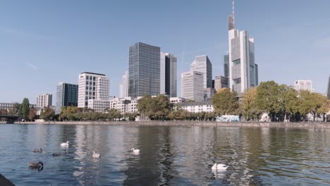 Static-shot-of-swans-on-main-river-in-front-of-Frankfurt-Skyline-with-Commerzbank-Tower-and-other-Skyscraper-at-daylight-with-clear-sky,-hessen,-germany