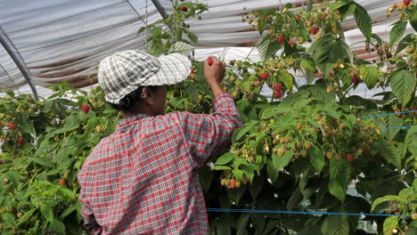 Female-worker-picking-raspberries-on-fruit-plantation.-Static