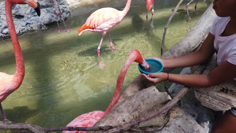 Cámara-Lenta-De-Un-Flamenco-Comiendo-De-Las-Manos-De-Un-Niño-En-El-Acuario