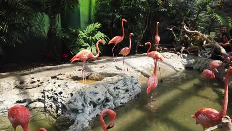 Slow-Motion-of-Flamingos-at-the-Texas-State-Aquarium