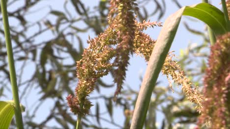 Nahaufnahme-Einer-Maispflanze,-Die-Sich-Aufgrund-Der-Luft-Bewegt