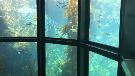 Kelp-Forest,-one-of-the-tallest-and-most-famous-aquarium-exhibits-in-the-world