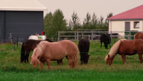 Shots-of-friendly-icelandic-horses-at-the-farm