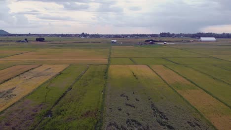 Drohnenaufnahme-Einer-Reisfarm-Auf-Dem-Land
