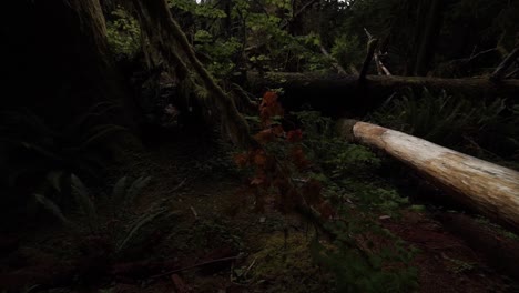 FPV-moving-from-right-to-left-and-up-along-a-moss-covered-branch-in-the-rain-forest,-slow-motion