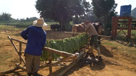 Granjeros-Poniendo-Tabaco-En-La-Casa-Más-Seca