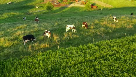 Vacas-Pastando-En-Pastos-Verdes-Durante-Una-Perezosa-Tarde-De-Verano