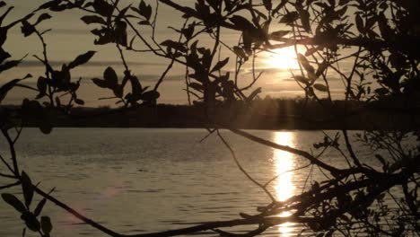 Sun-setting-over-lake-through-tree-branches-in-gentle-breeze
