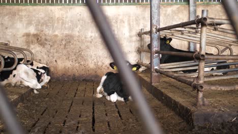 Eine-Einzelne-Schwarz-weiß-Gefleckte-Kuh-Liegt-Allein-Im-Stall,-Während-Andere-Kühe-In-Der-Nähe-Auf-Dem-Holzbrettboden-Liegen