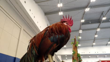 Serama-chicken-standing-on-a-perch-at-a-pet-expo
