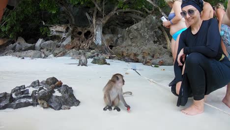 A-slow-motion-low-angled-shot-of-a-woman-interacting-with-a-monkey-on-Monkey-Beach-of-the-Phi-Phi-Islands-of-Thailand
