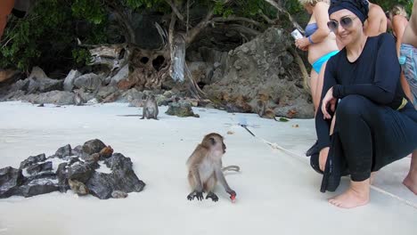 Eine-Zeitlupenaufnahme-Einer-Frau,-Die-Mit-Einem-Affen-Am-Affenstrand-Der-Phi-Phi-Inseln-In-Thailand-Interagiert