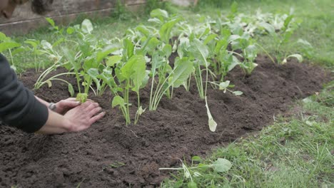 Young-man-transplanting-turnips-into-soil-row