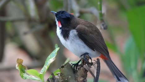 A-red-whiskered-bulbul-bird-sitting-on-a-branch,-filmed-in-Mauritius