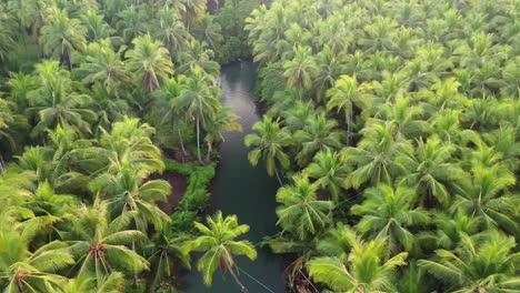 Aerial-View-of-Palm-Tree-Forest-and-People-Swinging-on-Rope-Above-Water